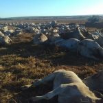 Botulismo: Mais de mil cabeças de gado morrem em fazenda suspeita da doença