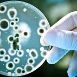 Vinte e três mil fungos e bactérias encoradas em celulares; risco vai de dermatite a pneumonia