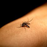 Goiás esta entre os estados com o maior índice de dengue