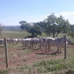 Polícia Civil recupera mais de 50 cabeças de gado furtadas na região de Catalão