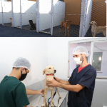 O Centro de Castração e Reinserção de Cães e Gatos já realizou praticamente 130 procedimentos de graça em Catalão