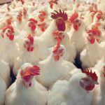 Abate de frangos tem recorde em Goiás