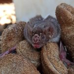 Agrodefesa intensifica monitoramento de morcegos