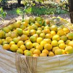 Ações da Agrodefesa garantem qualidade da produção de citros no estado